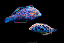 Attēlu rezultāti vaicājumam “Meleagris male”