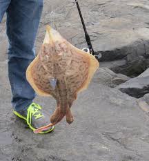 Image result for Rostroraja eglanteria