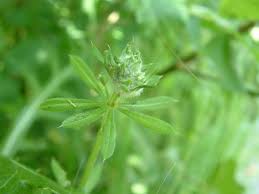 Attēlu rezultāti vaicājumam “Geocrypta galii”