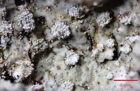 Attēlu rezultāti vaicājumam “Punctelia subrudecta”