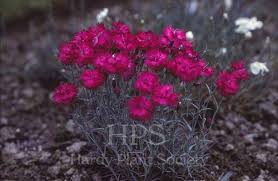 Attēlu rezultāti vaicājumam “Silene x arkwrightii Vesuvius flower”