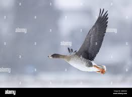 Attēlu rezultāti vaicājumam “Anser serrirostris adult”