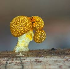 Attēlu rezultāti vaicājumam “Physarum murinum stalked”