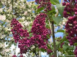 Image result for flieder