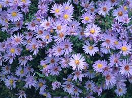Image result for Aster novi-belgii