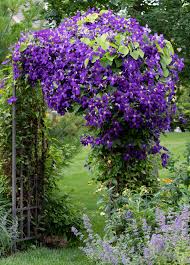 Attēlu rezultāti vaicājumam “Clematis”