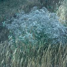 Attēlu rezultāti vaicājumam “Gypsophila paniculata”