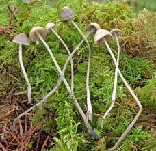 Attēlu rezultāti vaicājumam “Mycena amicta”