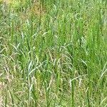 Attēlu rezultāti vaicājumam “Calamagrostis purpurea fruit”