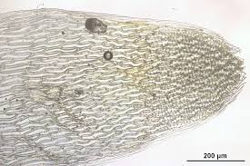 Attēlu rezultāti vaicājumam “Sphagnum inundatum”