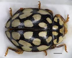 Attēlu rezultāti vaicājumam “Sospita vigintiguttata”