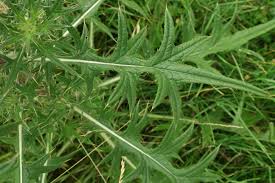 Attēlu rezultāti vaicājumam “Cirsium vulgare leaf”