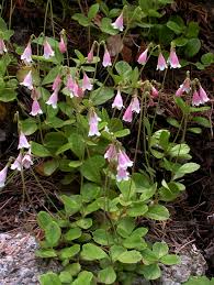 Attēlu rezultāti vaicājumam “Linnaea borealis flower”