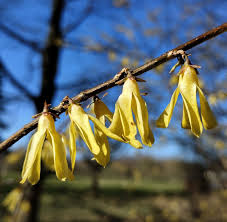 Attēlu rezultāti vaicājumam “Forsythia suspensa flower”