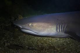 Image result for Triaenodon obesus