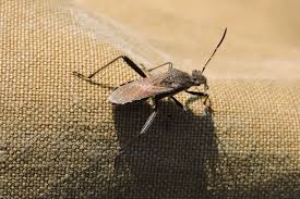 Attēlu rezultāti vaicājumam “Alydus calcaratus”