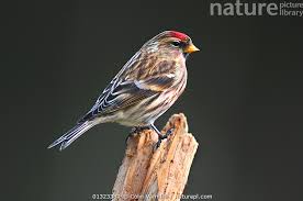 Attēlu rezultāti vaicājumam “Carduelis flammea female”