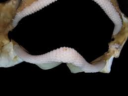 Image result for Mustelus mustelus