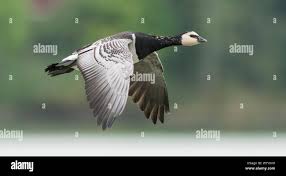 Attēlu rezultāti vaicājumam “Branta leucopsis adult”