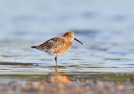 Attēlu rezultāti vaicājumam “Calidris ferruginea adult”