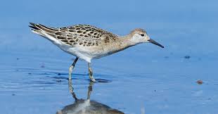 Attēlu rezultāti vaicājumam “Cribraria rufa young”