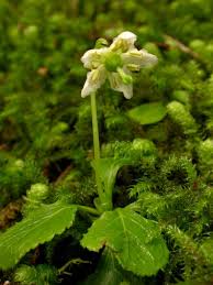 Attēlu rezultāti vaicājumam “Moneses uniflora fruit”