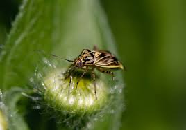 Attēlu rezultāti vaicājumam “Lygus pratensis imago”