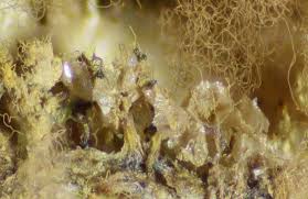 Attēlu rezultāti vaicājumam “Heterotrichia obvelata (syn. Arcyria obvelata) young”