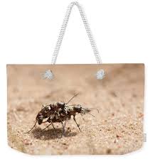 Attēlu rezultāti vaicājumam “Cicindela hybrida”