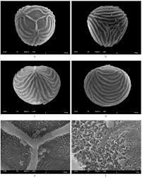 Attēlu rezultāti vaicājumam “Symphytocarpus impexus spores”
