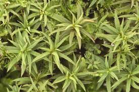 Attēlu rezultāti vaicājumam “Pogonatum dentatum”