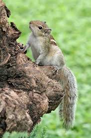 Attēlu rezultāti vaicājumam “Rodentia”