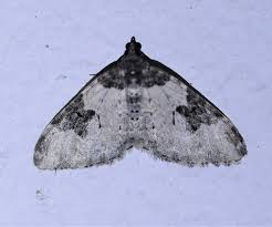 Attēlu rezultāti vaicājumam “Xanthorhoe fluctuata”