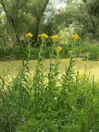 Attēlu rezultāti vaicājumam “Jacobaea paludosa flower”