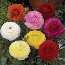 Attēlu rezultāti vaicājumam “Ranunculus mendax”