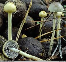 Attēlu rezultāti vaicājumam “Protostropharia alcis”