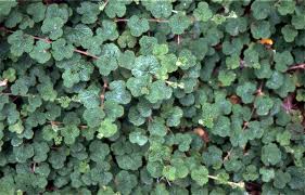 Attēlu rezultāti vaicājumam “Cribraria rubiginosa macro”