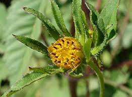 Attēlu rezultāti vaicājumam “Bidens frondosa flower”