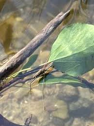 Attēlu rezultāti vaicājumam “Aquarius najas”