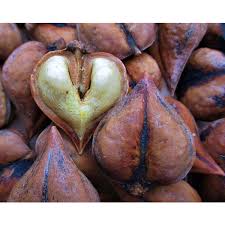 Attēlu rezultāti vaicājumam “Juglans ailanthifolia”