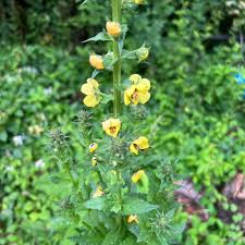 Image result for Verbascum blattaria