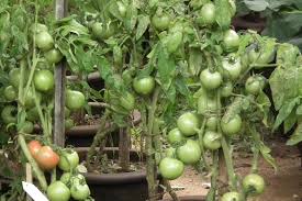 Attēlu rezultāti vaicājumam “Lycopersicon esculentum”