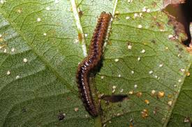 Attēlu rezultāti vaicājumam “Craspedosoma rawlinsi”