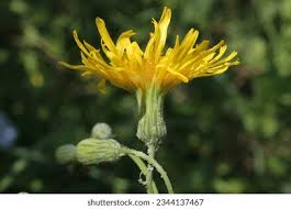 Attēlu rezultāti vaicājumam “Sonchus arvensis subsp. uliginosus flower”