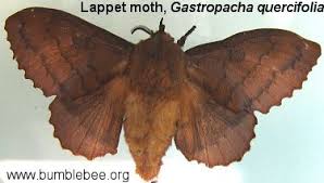 Attēlu rezultāti vaicājumam “Lasiocampidae”