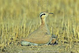 Image result for Cursorius cursor