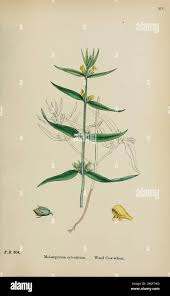 Attēlu rezultāti vaicājumam “Melampyrum sylvaticum leaf”