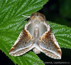 Attēlu rezultāti vaicājumam “Drepanidae”
