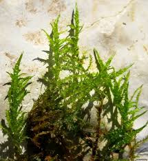 Attēlu rezultāti vaicājumam “Calliergonella cuspidata”