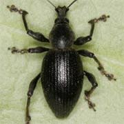 Attēlu rezultāti vaicājumam “Rhynchaenus lonicerae”